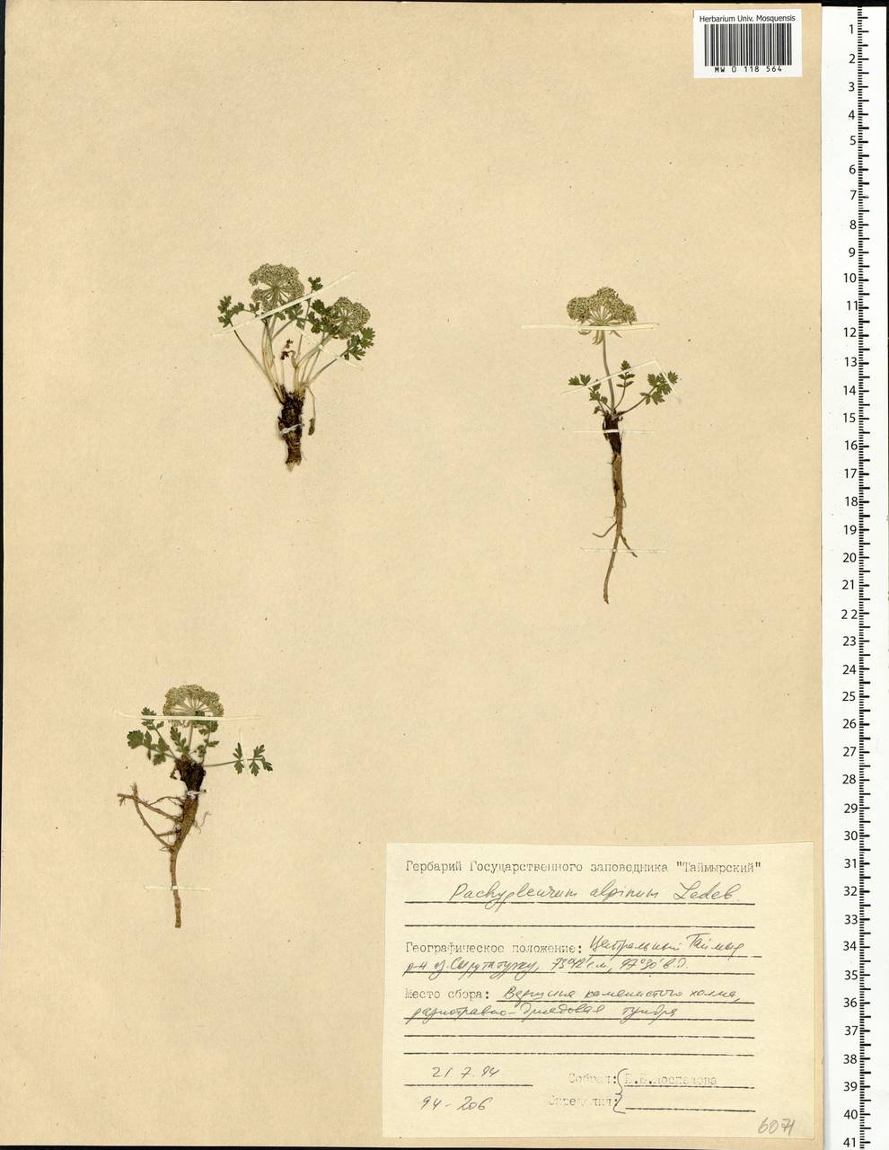 Pachypleurum mutellinoides (Crantz) Holub, Siberia, Central Siberia (S3) (Russia)