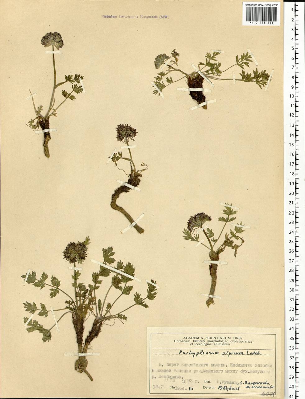Pachypleurum mutellinoides (Crantz) Holub, Siberia, Central Siberia (S3) (Russia)