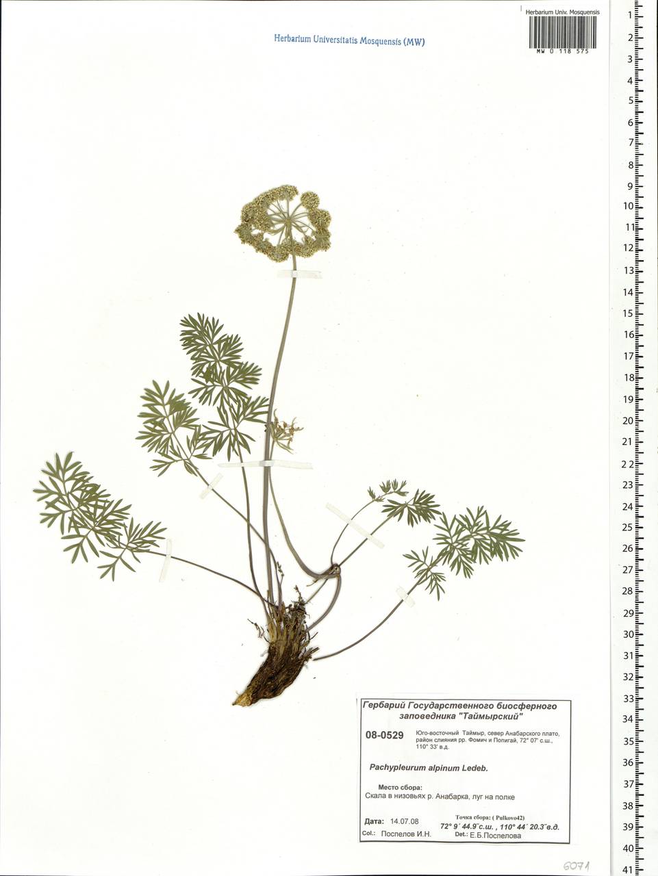 Pachypleurum mutellinoides (Crantz) Holub, Siberia, Central Siberia (S3) (Russia)