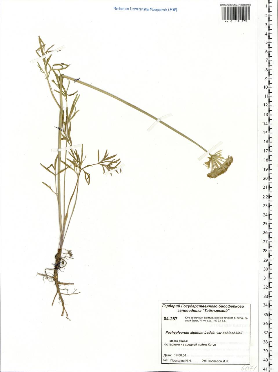 Pachypleurum mutellinoides (Crantz) Holub, Siberia, Central Siberia (S3) (Russia)