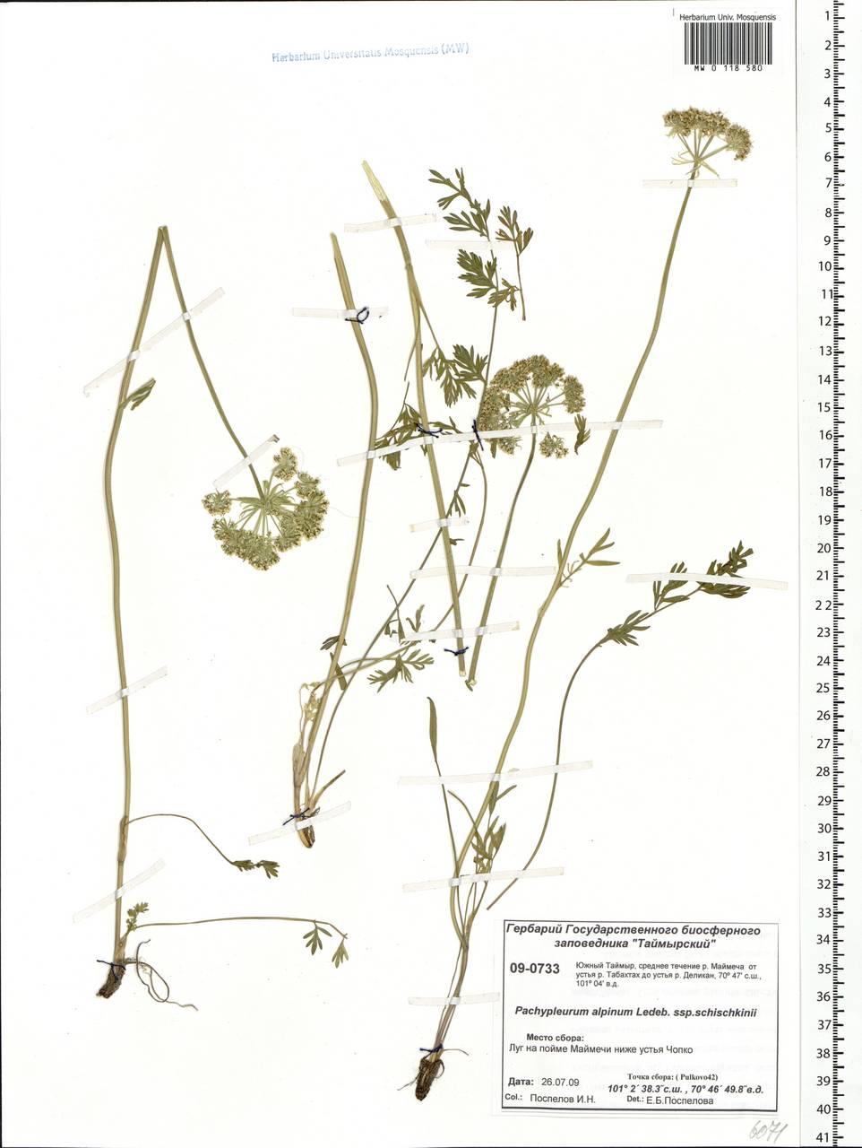 Pachypleurum mutellinoides (Crantz) Holub, Siberia, Central Siberia (S3) (Russia)
