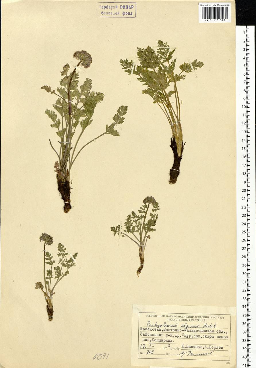 Pachypleurum mutellinoides (Crantz) Holub, Siberia, Western (Kazakhstan) Altai Mountains (S2a) (Kazakhstan)