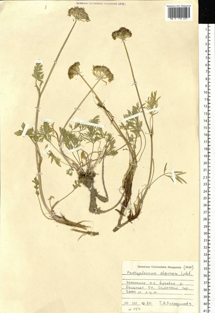 Pachypleurum mutellinoides (Crantz) Holub, Siberia, Altai & Sayany Mountains (S2) (Russia)