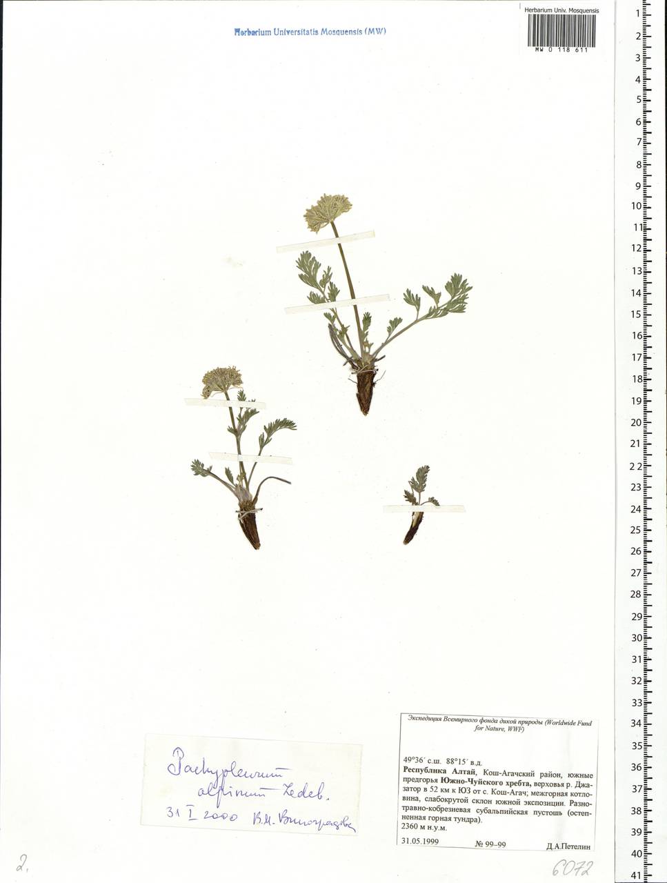Pachypleurum mutellinoides (Crantz) Holub, Siberia, Altai & Sayany Mountains (S2) (Russia)