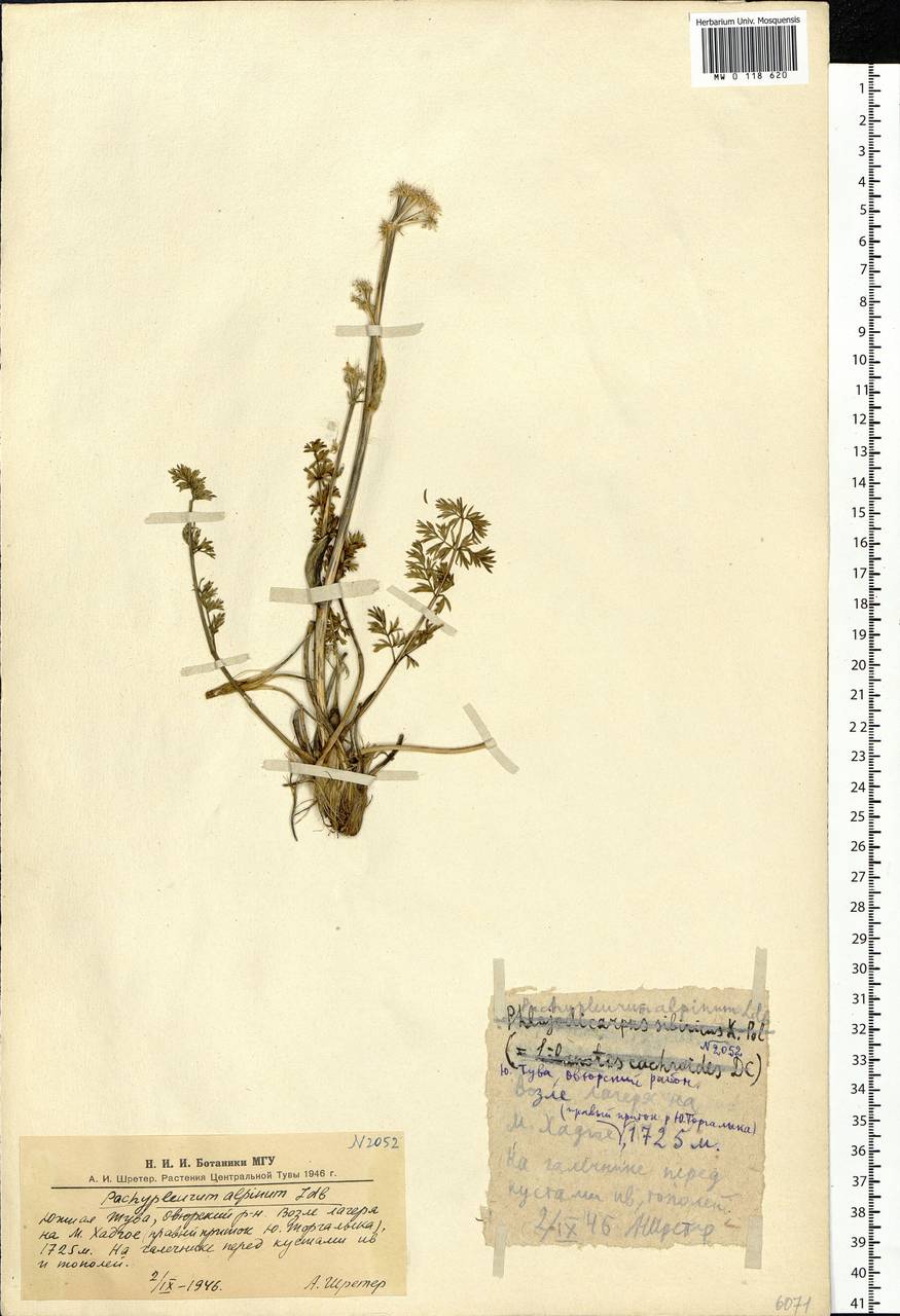Pachypleurum mutellinoides (Crantz) Holub, Siberia, Altai & Sayany Mountains (S2) (Russia)