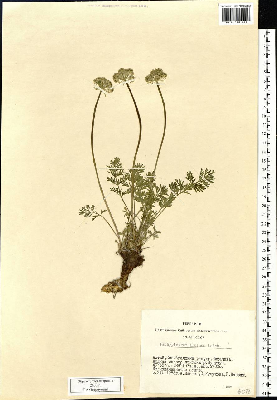 Pachypleurum mutellinoides (Crantz) Holub, Siberia, Altai & Sayany Mountains (S2) (Russia)
