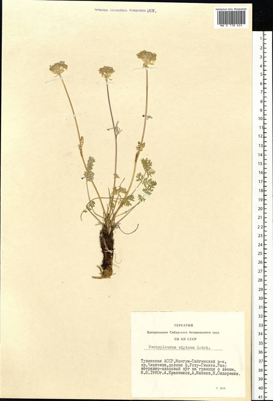 Pachypleurum mutellinoides (Crantz) Holub, Siberia, Altai & Sayany Mountains (S2) (Russia)