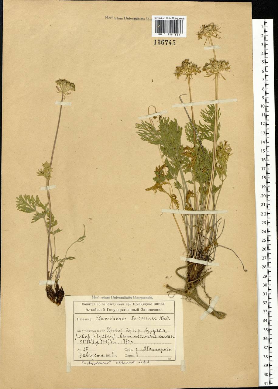 Pachypleurum mutellinoides (Crantz) Holub, Siberia, Altai & Sayany Mountains (S2) (Russia)