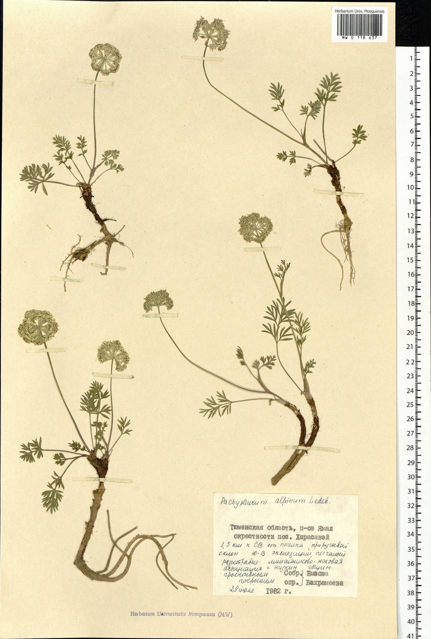 Pachypleurum mutellinoides (Crantz) Holub, Siberia, Western Siberia (S1) (Russia)