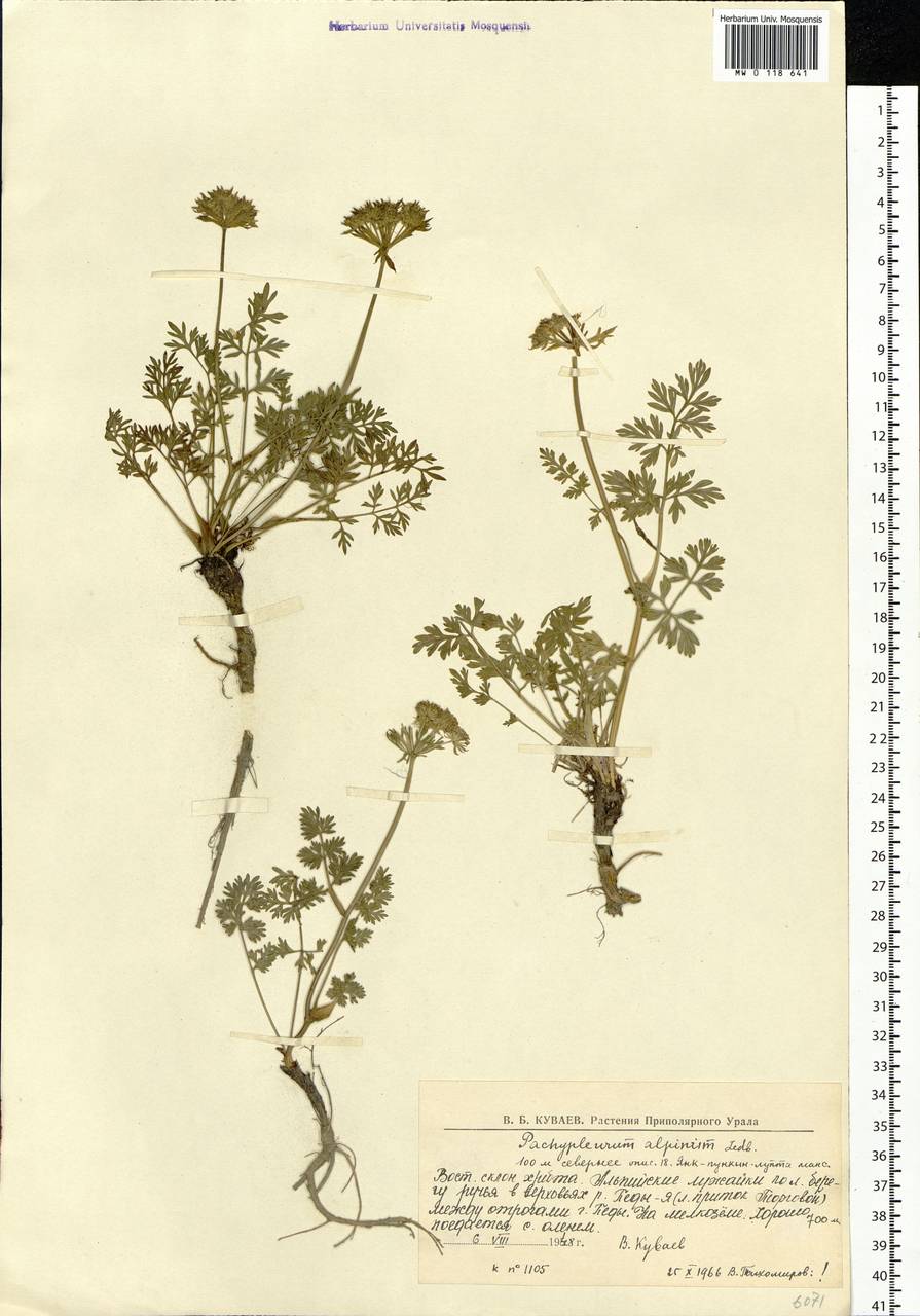 Pachypleurum mutellinoides (Crantz) Holub, Eastern Europe, Northern region (E1) (Russia)