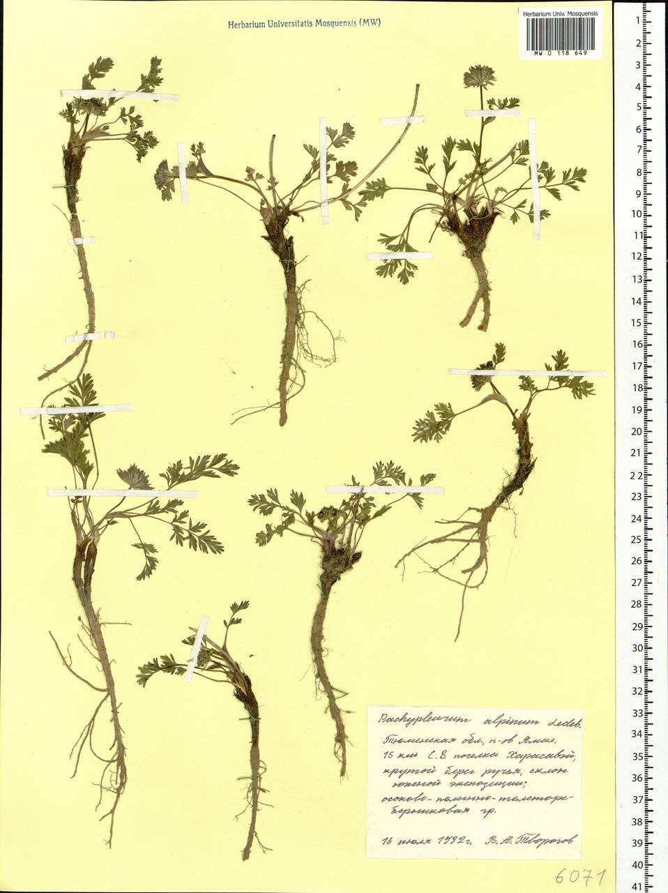 Pachypleurum mutellinoides (Crantz) Holub, Siberia, Western Siberia (S1) (Russia)