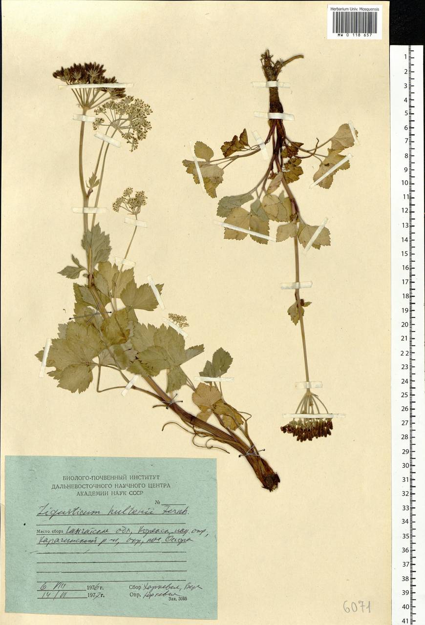 Ligusticum scoticum subsp. hultenii (Fernald) Calder & Roy L. Taylor, Siberia, Chukotka & Kamchatka (S7) (Russia)