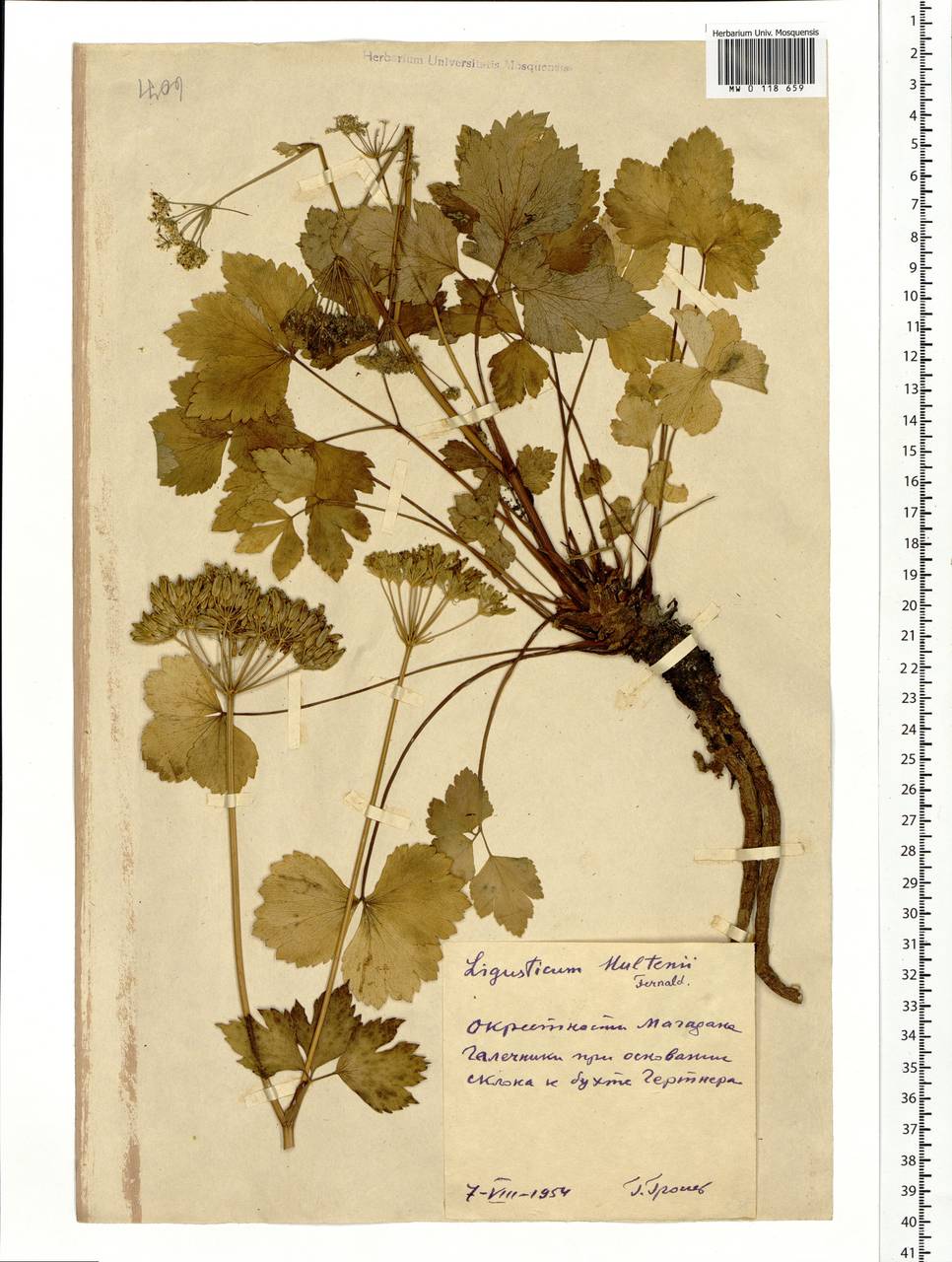 Ligusticum scothicum subsp. hultenii (Fernald) Calder & Roy L.Taylor, Siberia, Chukotka & Kamchatka (S7) (Russia)