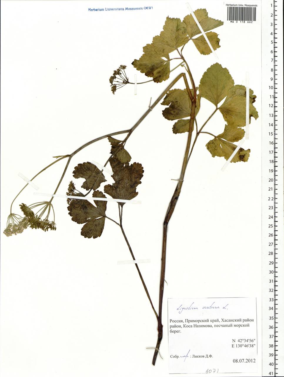 Ligusticum scothicum subsp. hultenii (Fernald) Calder & Roy L.Taylor, Siberia, Russian Far East (S6) (Russia)
