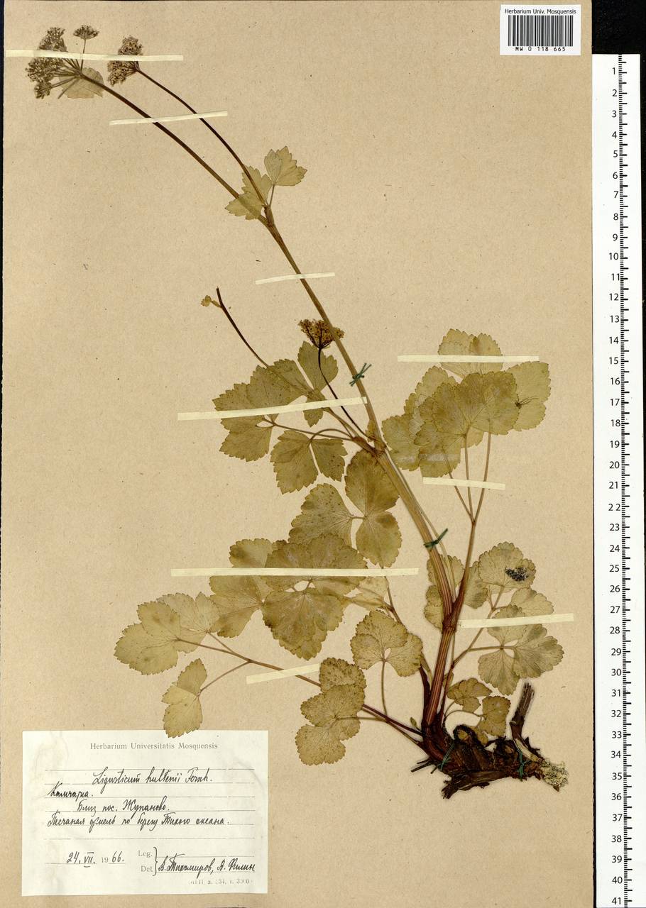 Ligusticum scoticum subsp. hultenii (Fernald) Calder & Roy L. Taylor, Siberia, Chukotka & Kamchatka (S7) (Russia)