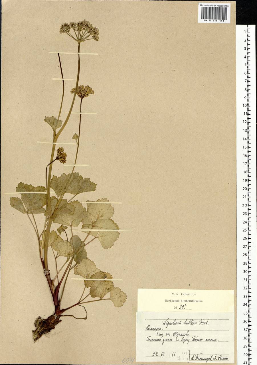Ligusticum scothicum subsp. hultenii (Fernald) Calder & Roy L.Taylor, Siberia, Chukotka & Kamchatka (S7) (Russia)