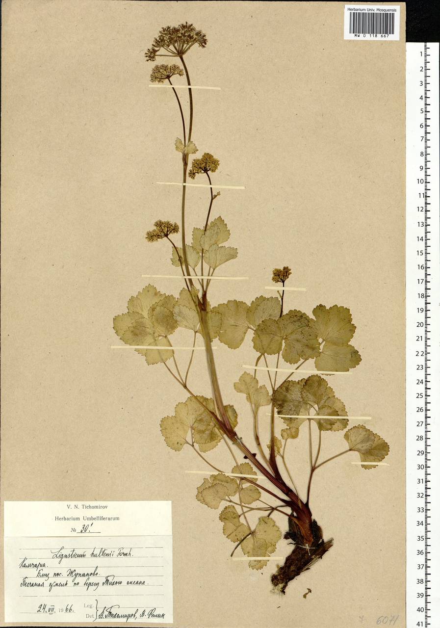 Ligusticum scothicum subsp. hultenii (Fernald) Calder & Roy L.Taylor, Siberia, Chukotka & Kamchatka (S7) (Russia)