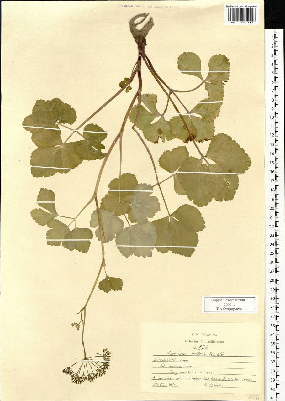 Ligusticum scothicum subsp. hultenii (Fernald) Calder & Roy L.Taylor, Siberia, Russian Far East (S6) (Russia)