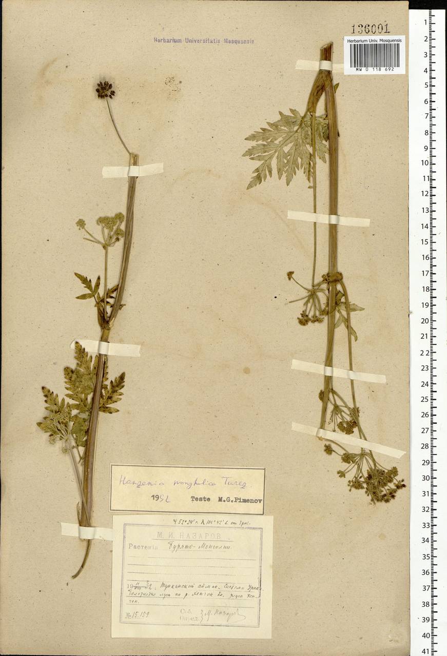 Hansenia mongolica Turcz., Siberia, Baikal & Transbaikal region (S4) (Russia)