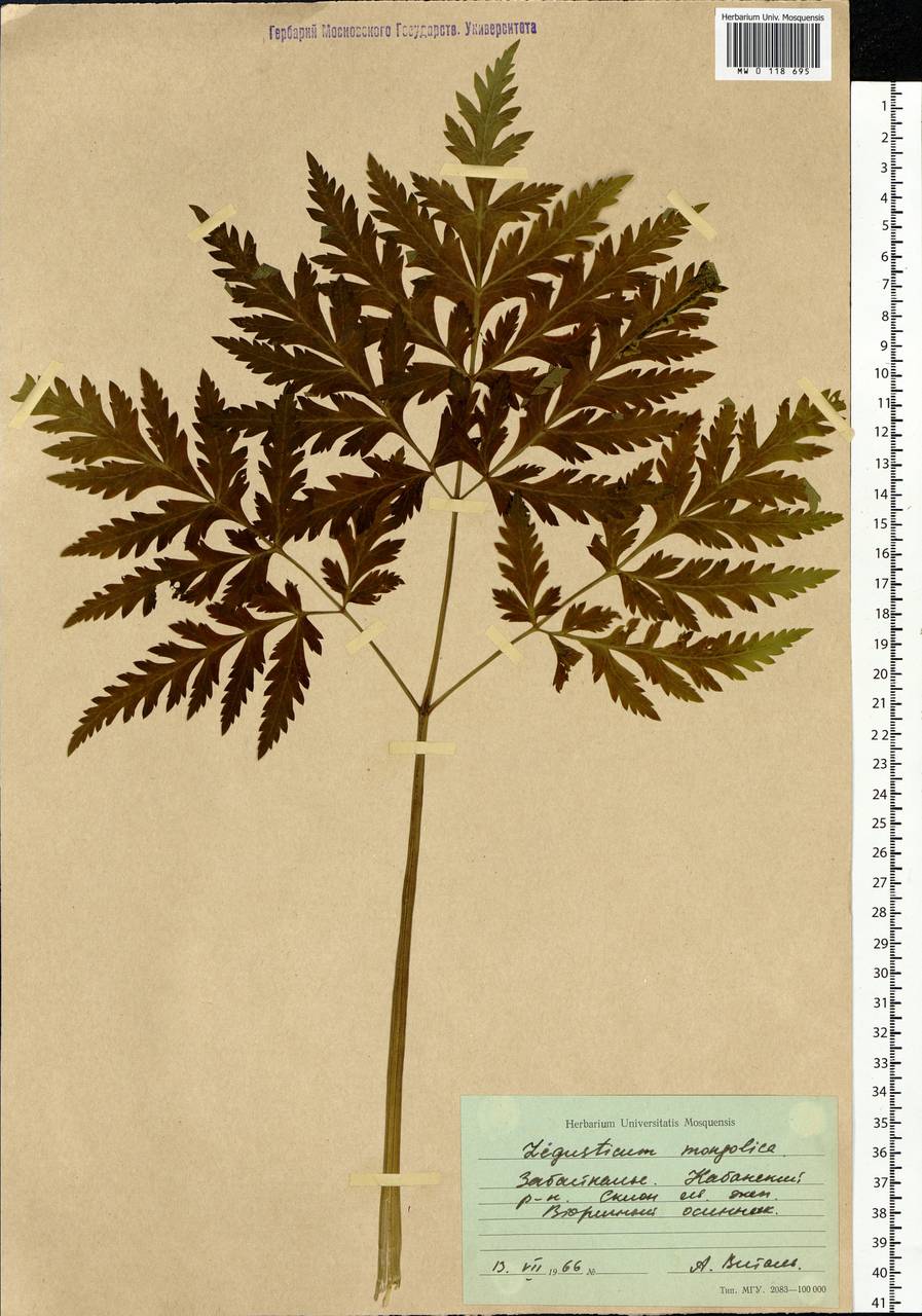 Hansenia mongolica Turcz., Siberia, Baikal & Transbaikal region (S4) (Russia)