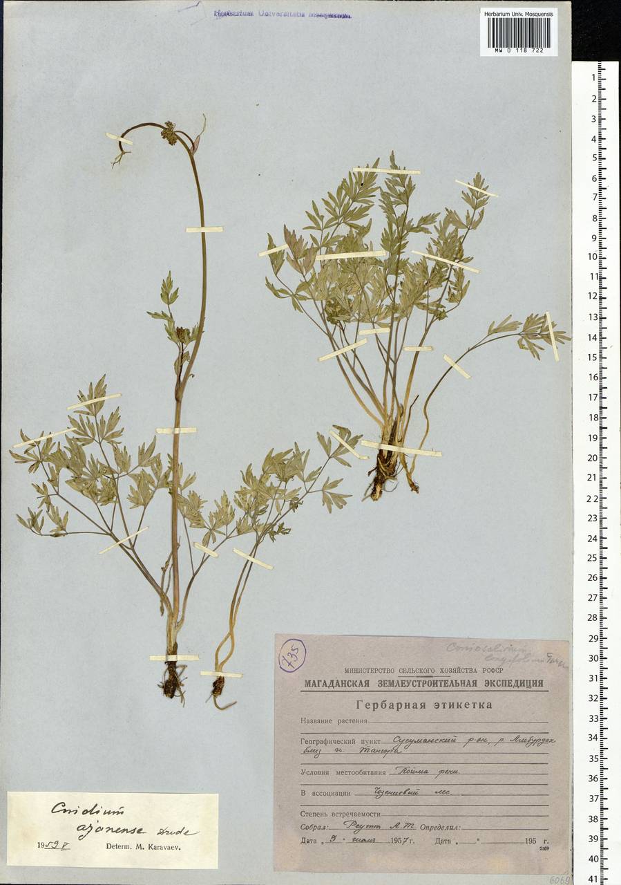 Tilingia ajanensis Regel & Tiling, Siberia, Chukotka & Kamchatka (S7) (Russia)