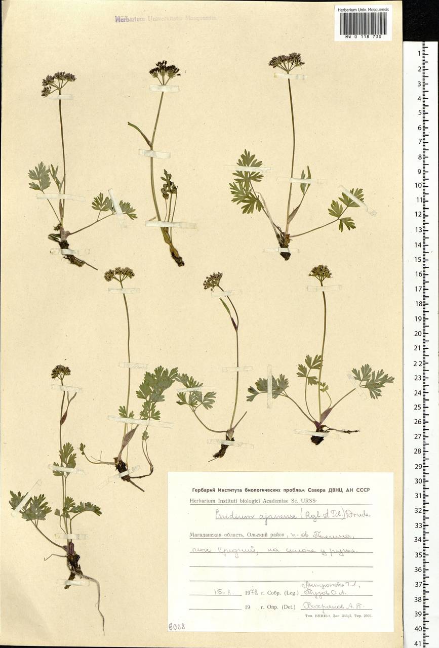 Tilingia ajanensis Regel & Tiling, Siberia, Chukotka & Kamchatka (S7) (Russia)