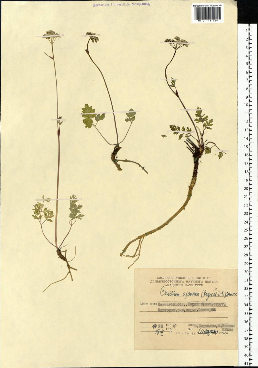 Tilingia ajanensis Regel & Tiling, Siberia, Chukotka & Kamchatka (S7) (Russia)