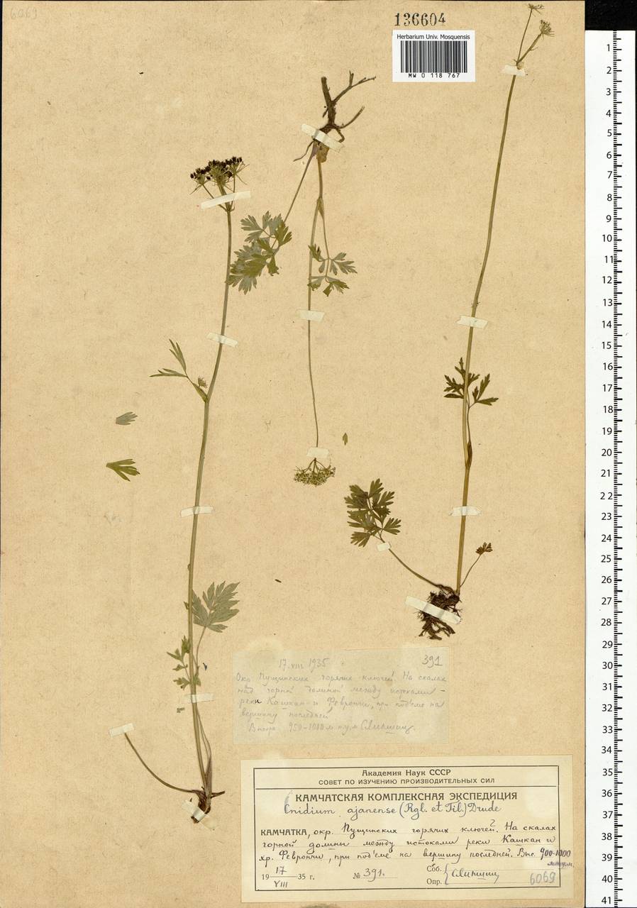 Tilingia ajanensis Regel & Tiling, Siberia, Chukotka & Kamchatka (S7) (Russia)