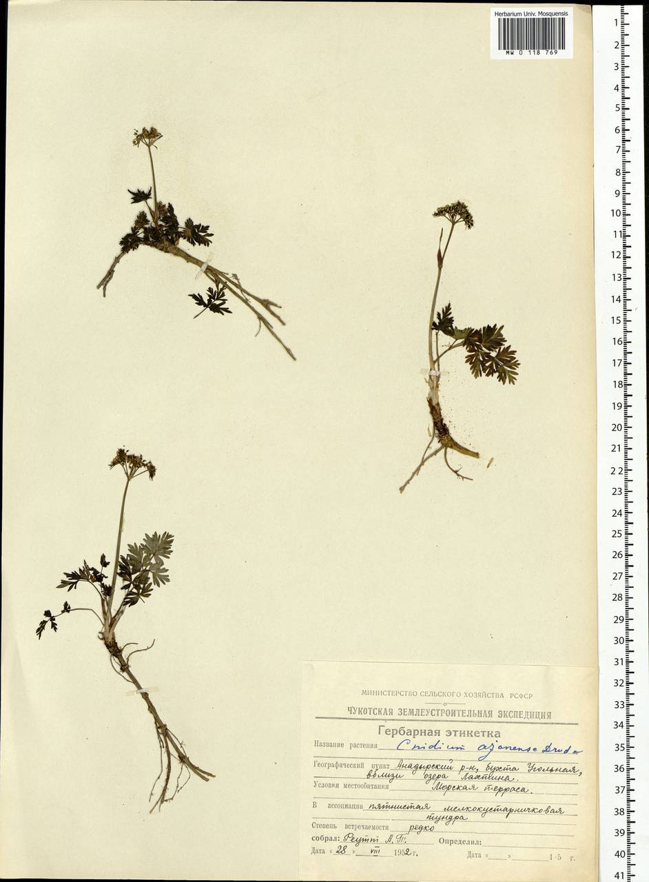 Tilingia ajanensis Regel & Tiling, Siberia, Chukotka & Kamchatka (S7) (Russia)