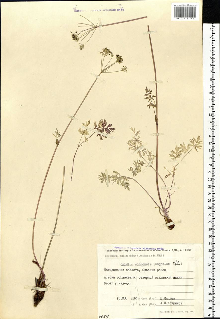 Tilingia ajanensis Regel & Tiling, Siberia, Chukotka & Kamchatka (S7) (Russia)