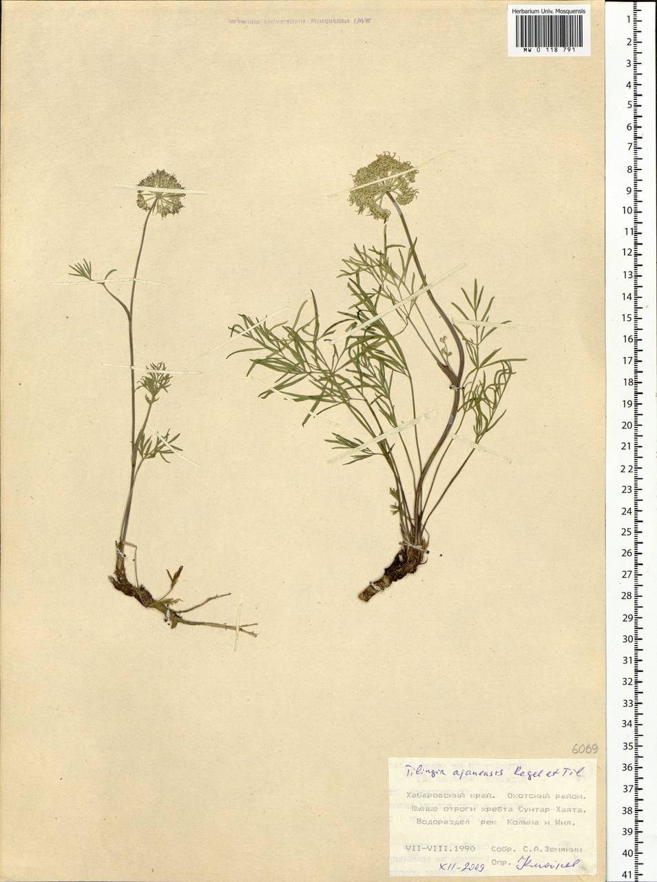 Tilingia ajanensis Regel & Tiling, Siberia, Russian Far East (S6) (Russia)