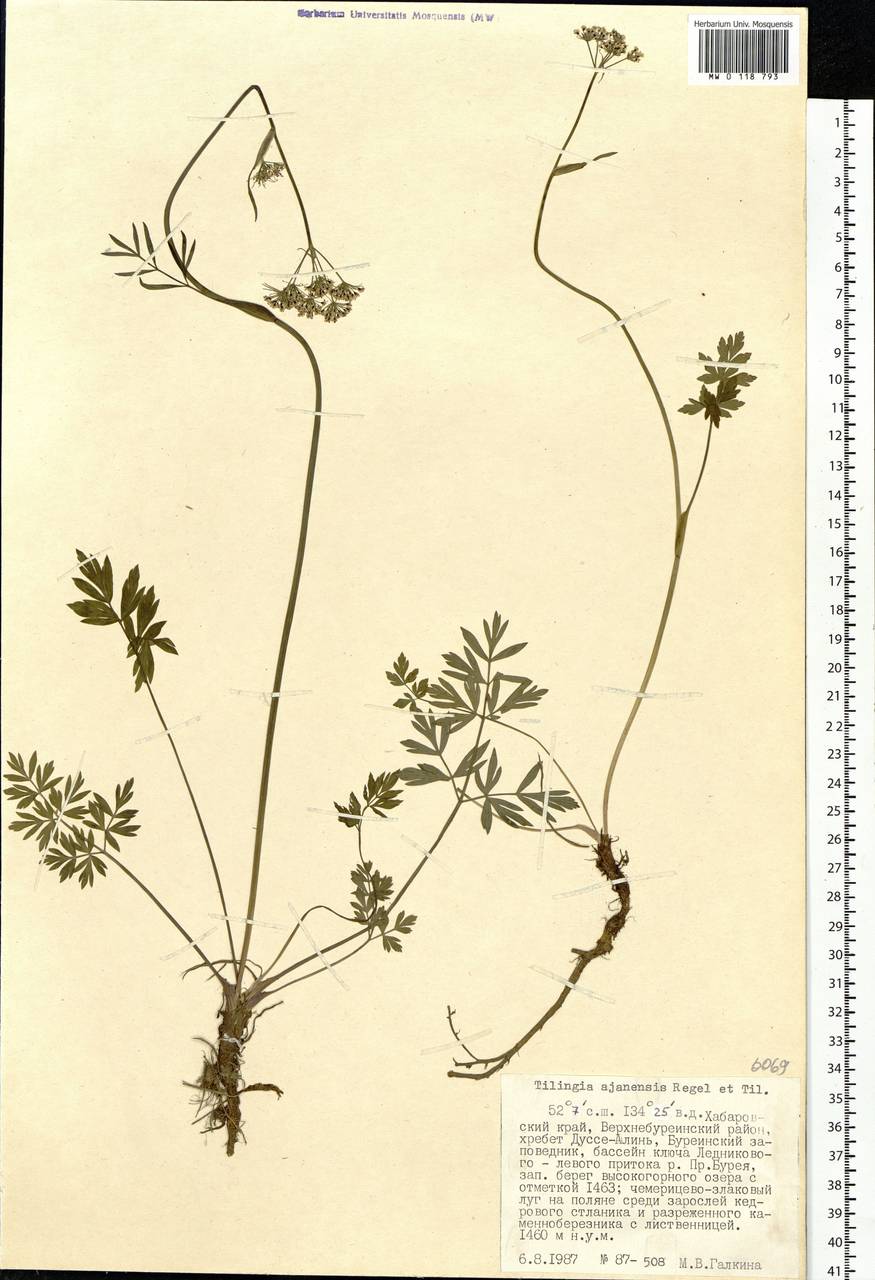 Tilingia ajanensis Regel & Tiling, Siberia, Russian Far East (S6) (Russia)