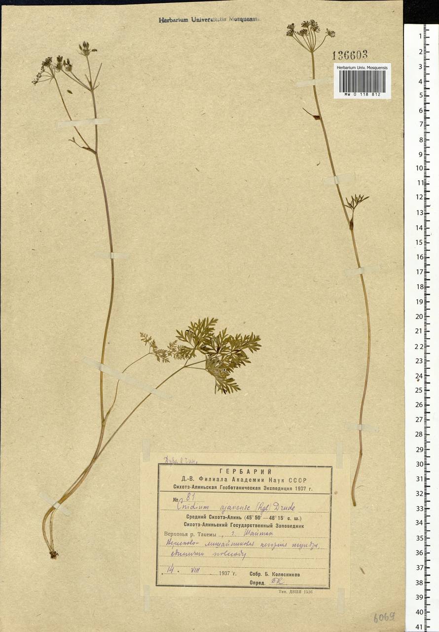 Tilingia ajanensis Regel & Tiling, Siberia, Russian Far East (S6) (Russia)