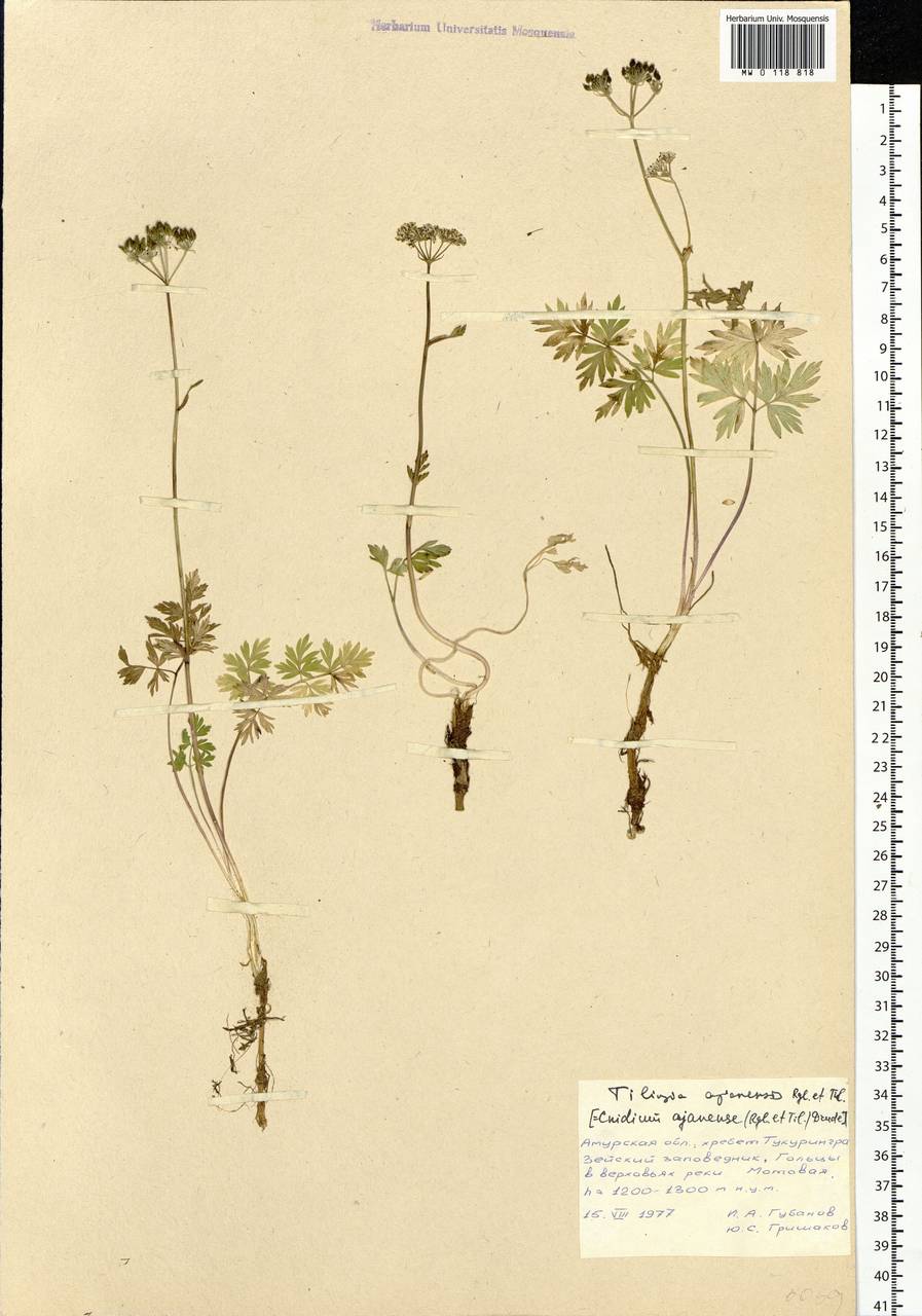 Tilingia ajanensis Regel & Tiling, Siberia, Russian Far East (S6) (Russia)