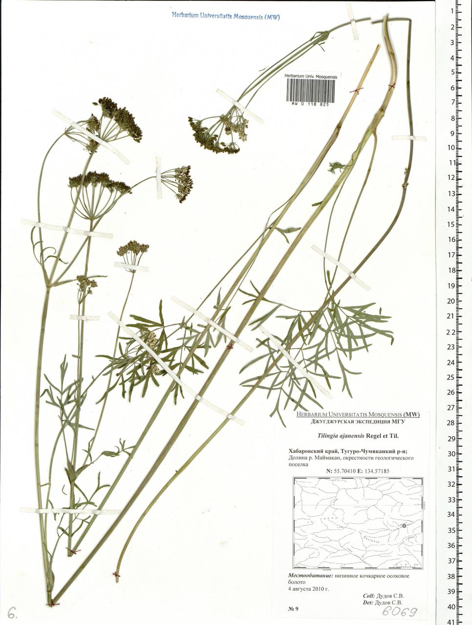 Tilingia ajanensis Regel & Tiling, Siberia, Russian Far East (S6) (Russia)