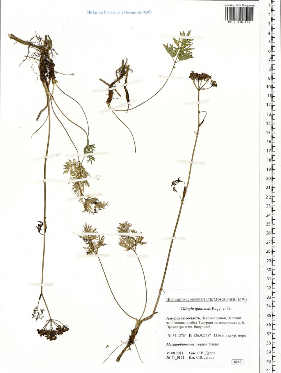 Tilingia ajanensis Regel & Tiling, Siberia, Russian Far East (S6) (Russia)