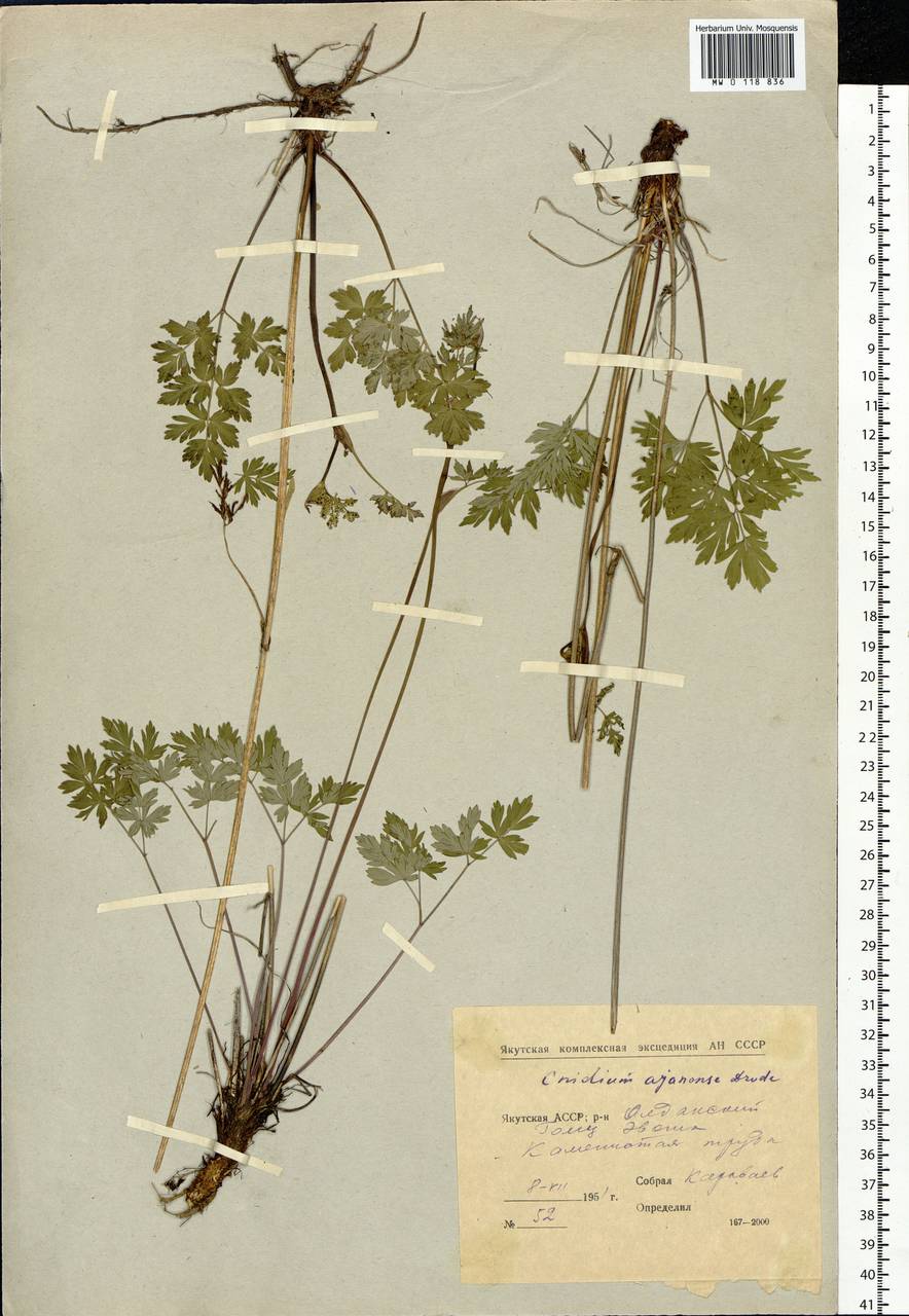 Tilingia ajanensis Regel & Tiling, Siberia, Yakutia (S5) (Russia)