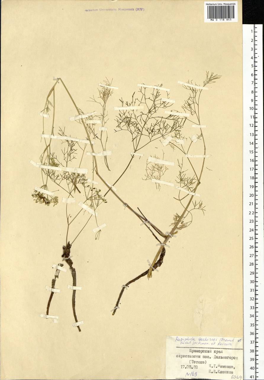 Rupiphila tachiroei (Franch. & Sav.) Pimenov & Lavrova, Siberia, Russian Far East (S6) (Russia)