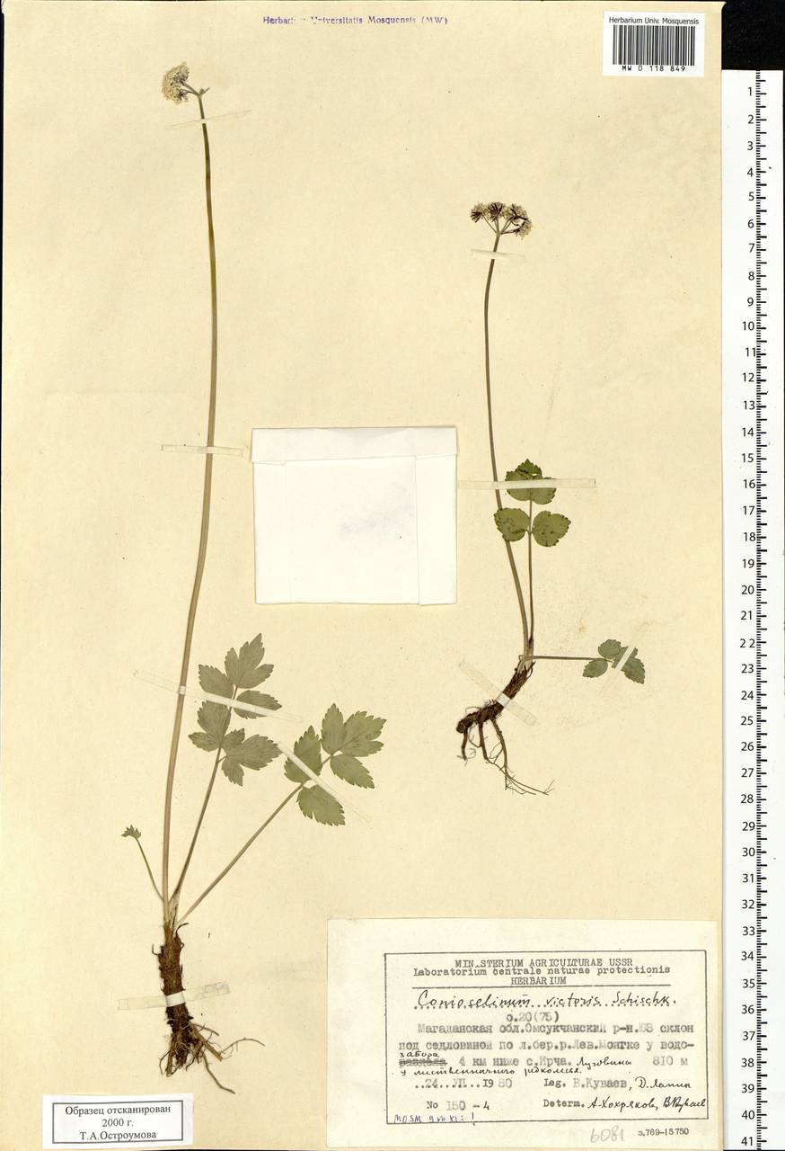 Magadania victoris (Schischk.) Pimenov & Lavrova, Siberia, Chukotka & Kamchatka (S7) (Russia)