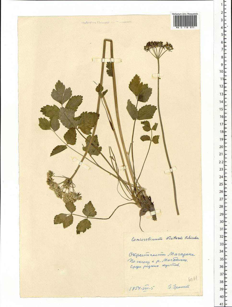 Magadania victoris (Schischk.) Pimenov & Lavrova, Siberia, Chukotka & Kamchatka (S7) (Russia)