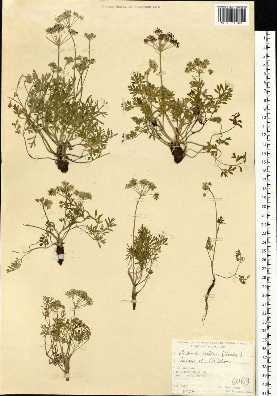 Kadenia salina (Turcz.) Lavrova & V. N. Tikhom., Siberia, Altai & Sayany Mountains (S2) (Russia)