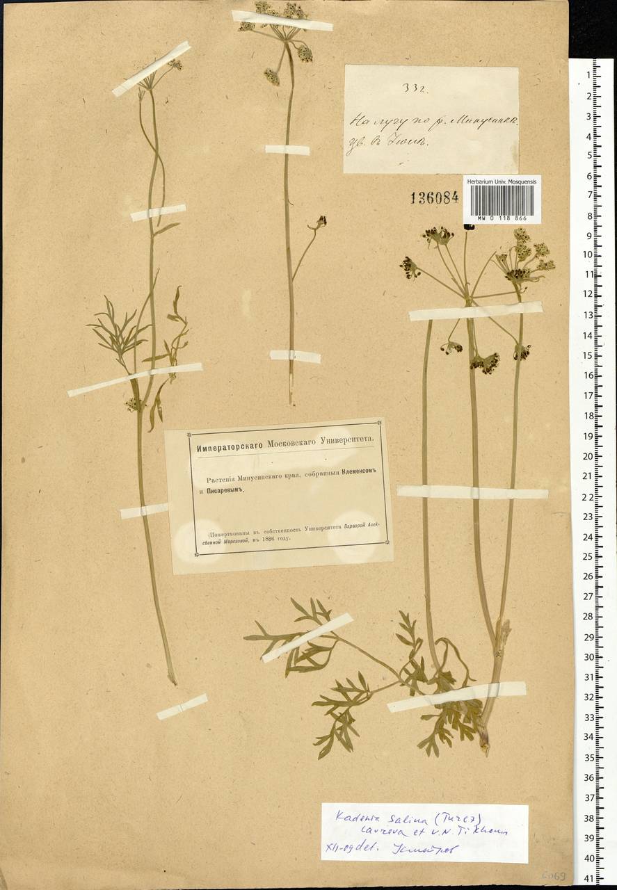 Kadenia salina (Turcz.) Lavrova & V.N.Tikhom., Siberia, Altai & Sayany Mountains (S2) (Russia)