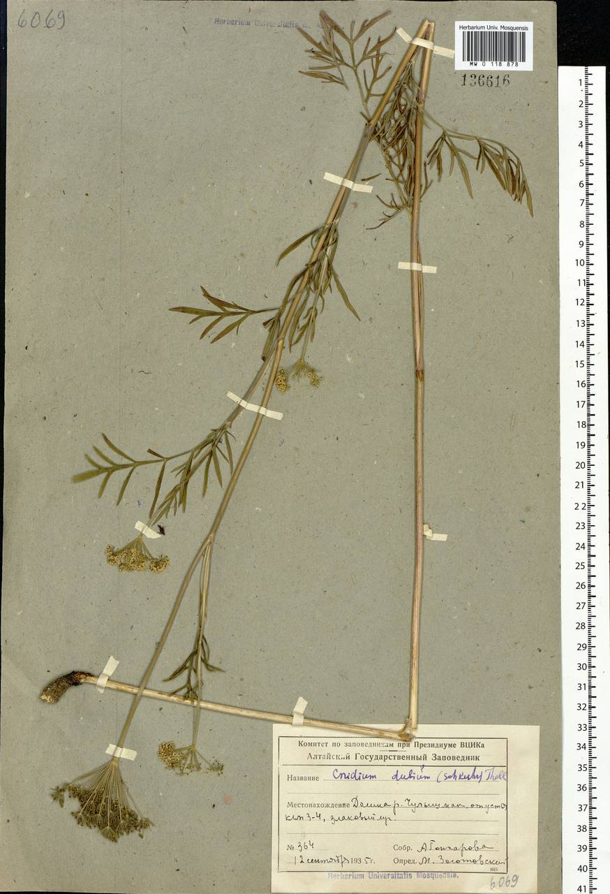 Kadenia dubia (Schkuhr) Lavrova & V.N.Tikhom., Siberia, Altai & Sayany Mountains (S2) (Russia)