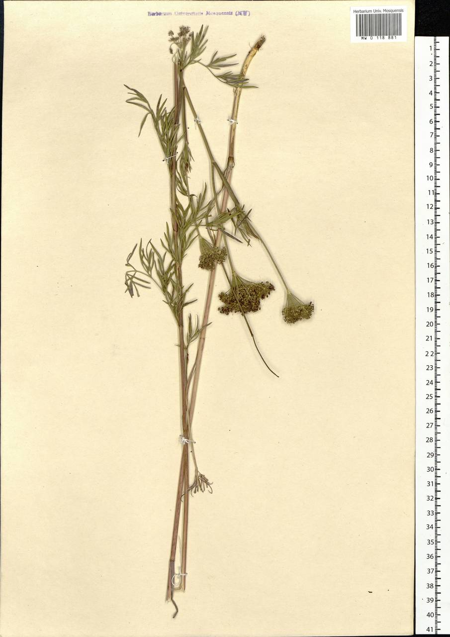 Kadenia dubia (Schkuhr) Lavrova & V.N.Tikhom., Siberia, Altai & Sayany Mountains (S2) (Russia)