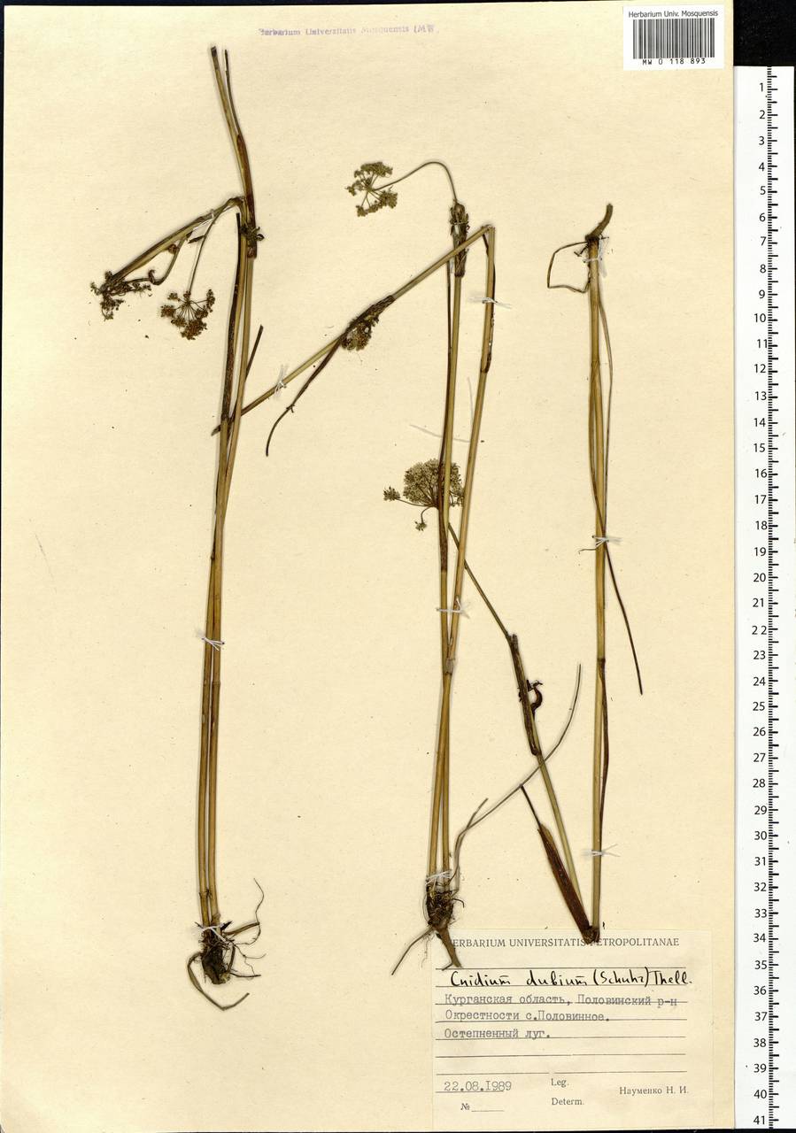 Kadenia dubia (Schkuhr) Lavrova & V.N.Tikhom., Siberia, Western Siberia (S1) (Russia)