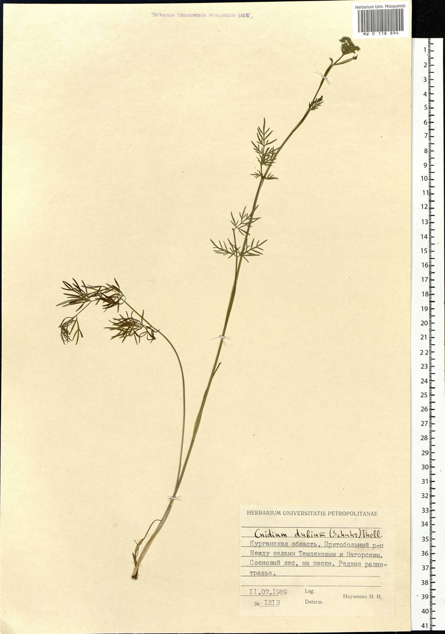 Kadenia dubia (Schkuhr) Lavrova & V.N.Tikhom., Siberia, Western Siberia (S1) (Russia)