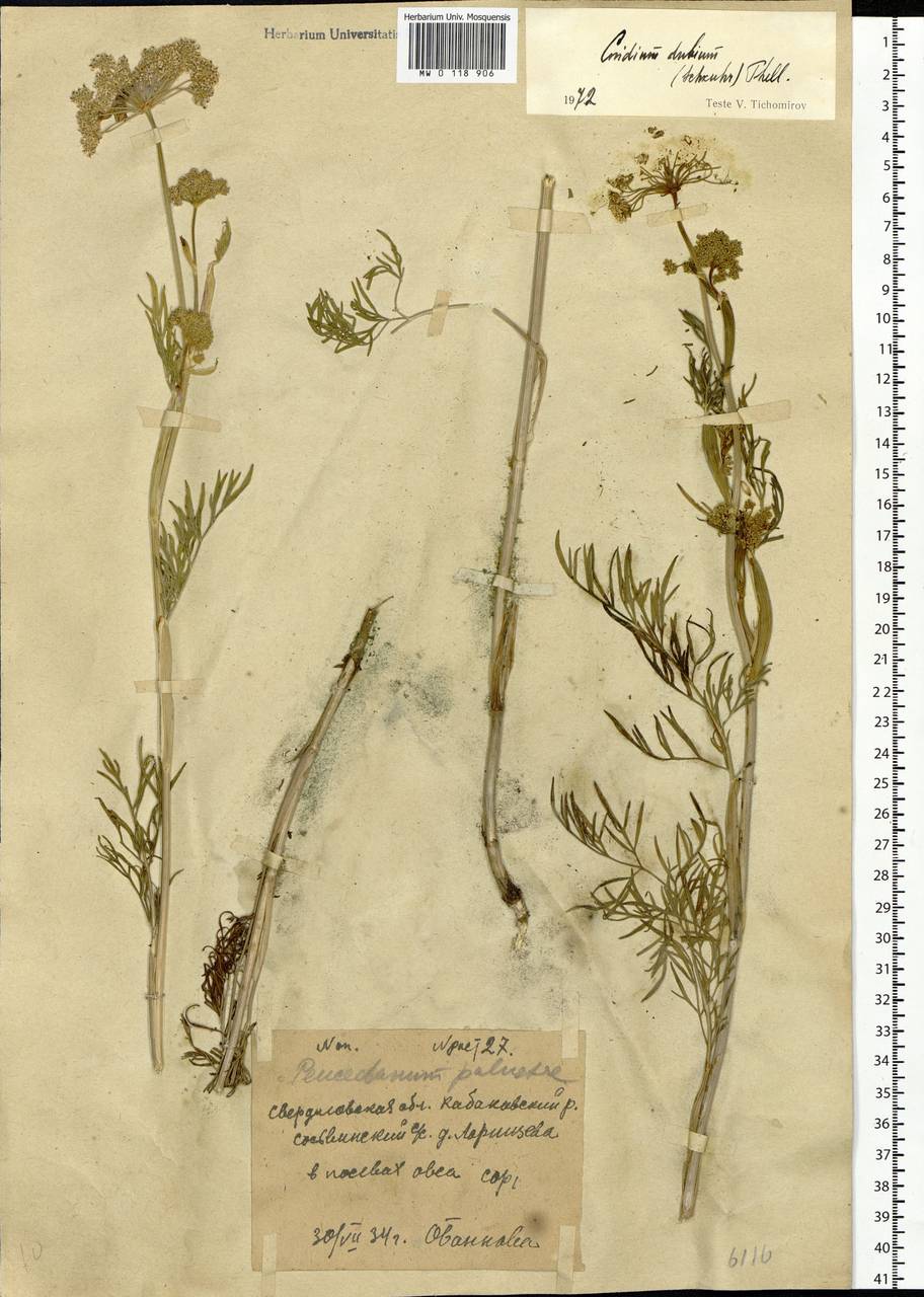 Kadenia dubia (Schkuhr) Lavrova & V.N.Tikhom., Eastern Europe, Eastern region (E10) (Russia)