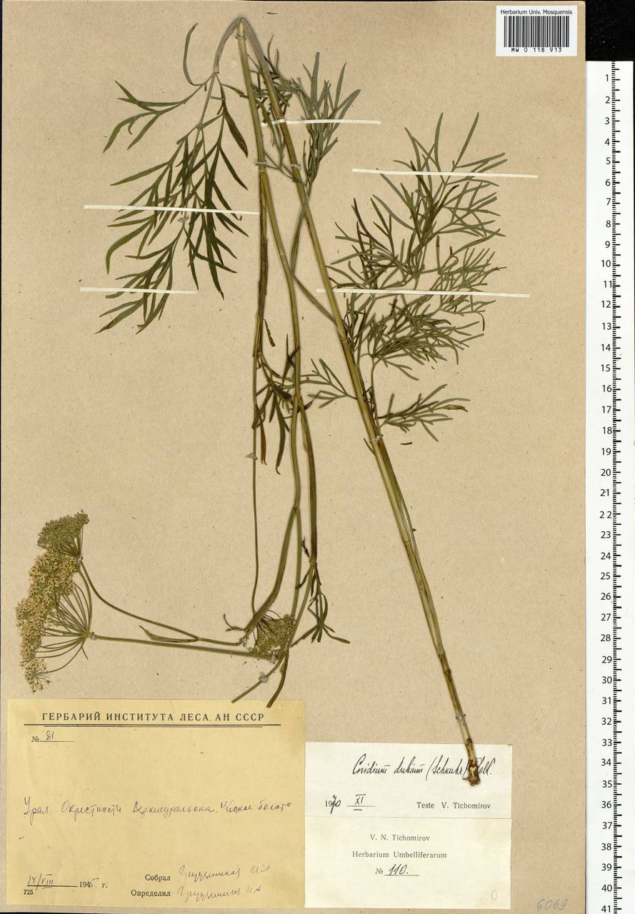 Kadenia dubia (Schkuhr) Lavrova & V.N.Tikhom., Eastern Europe, Eastern region (E10) (Russia)