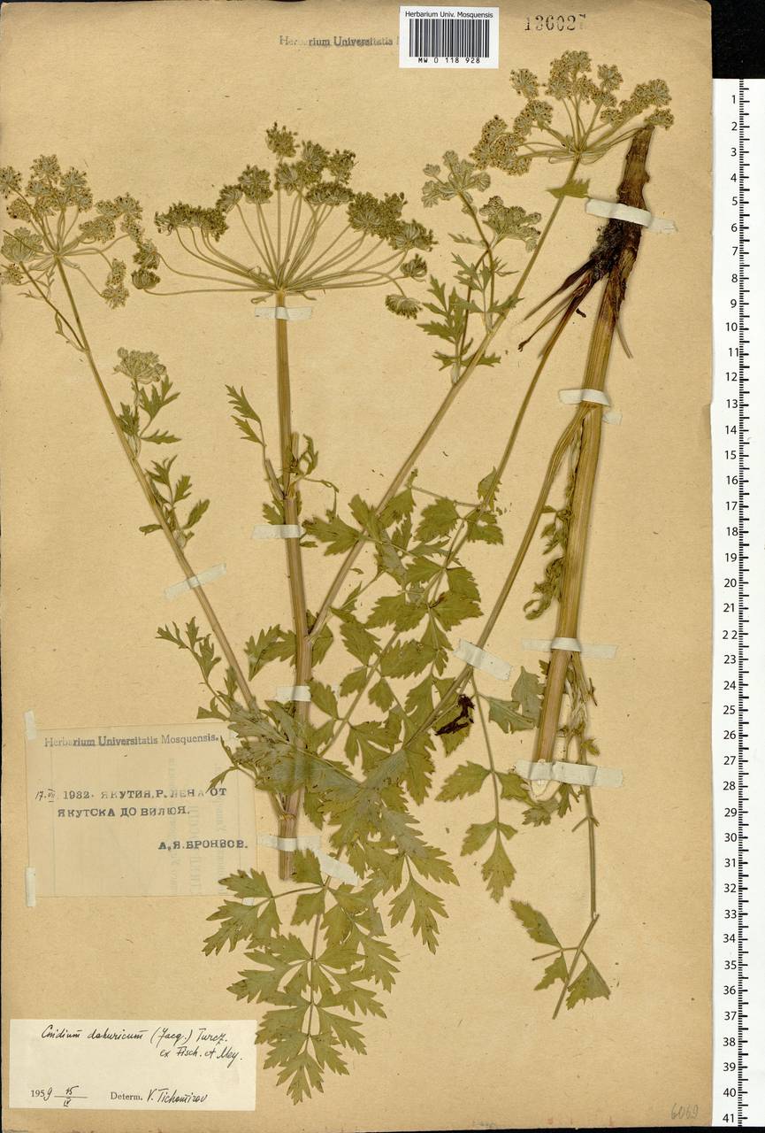 Cnidium dauricum (Jacq.) Turcz. ex Fisch. & C.A.Mey., Siberia, Yakutia (S5) (Russia)