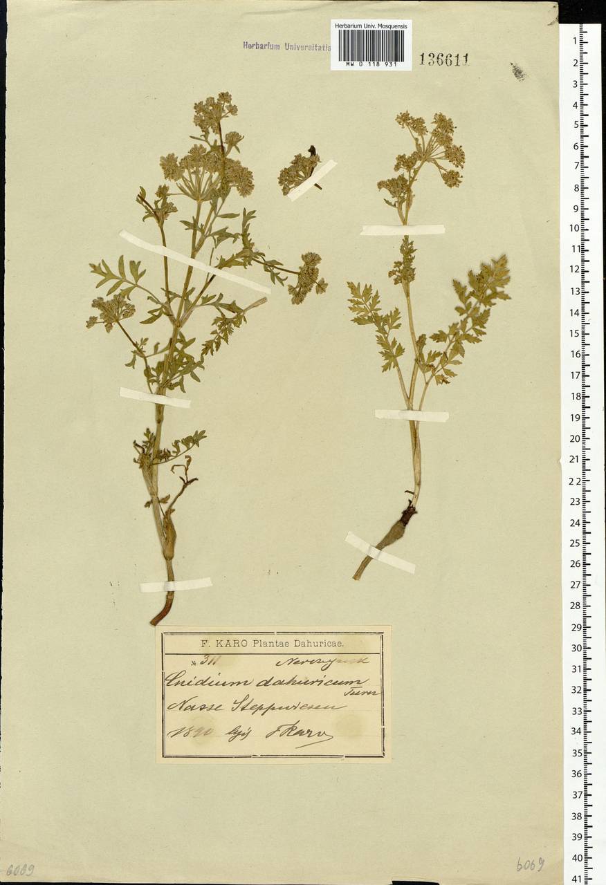 Cnidium dauricum (Jacq.) Turcz. ex Fisch. & C.A.Mey., Siberia, Baikal & Transbaikal region (S4) (Russia)